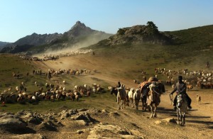 Скотоводство в Казахстане