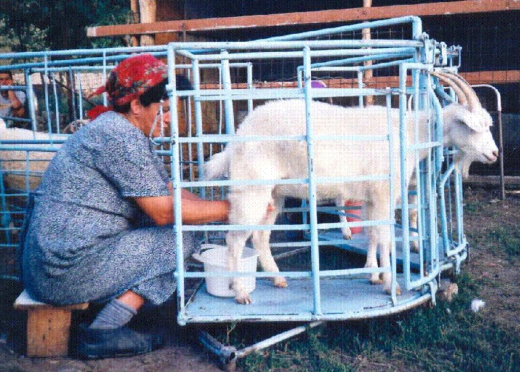 Процесс дойки коз на станке, разработанного