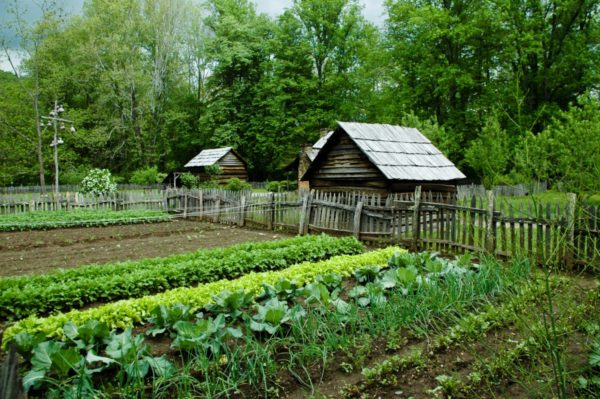 Лунный календарь: всё о садоводстве и огородничестве