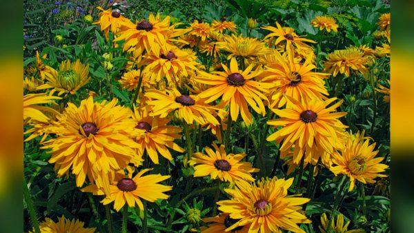 Рудбекия – солнечный цветок и неприхотливое растение для сада