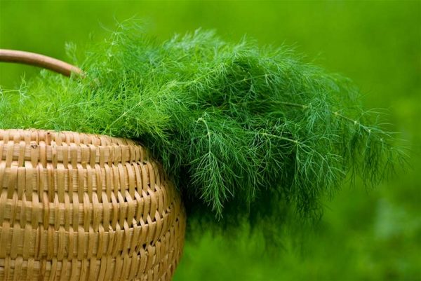 Укроп – полезные свойства привычной травы