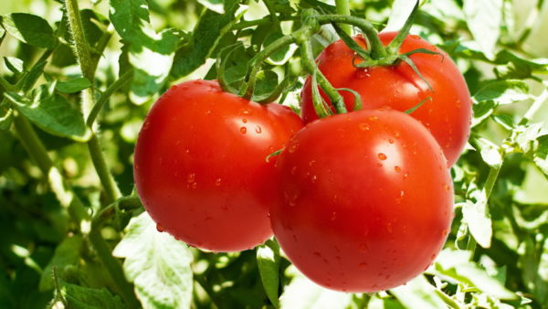 Как повысить урожайность помидоров на своем участке?