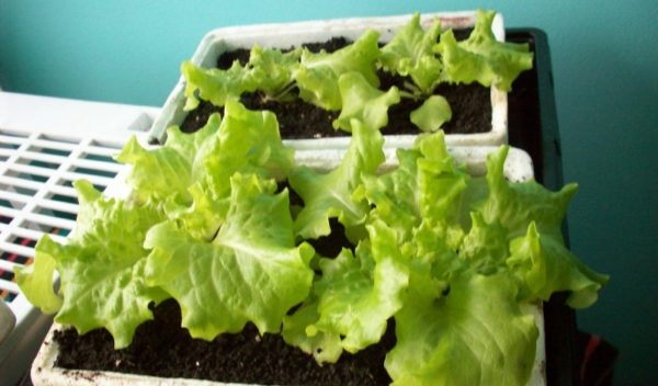 Домашние овощи и зелень круглый год. Как выращивать овощи дома, чтобы целую зиму был урожай?
