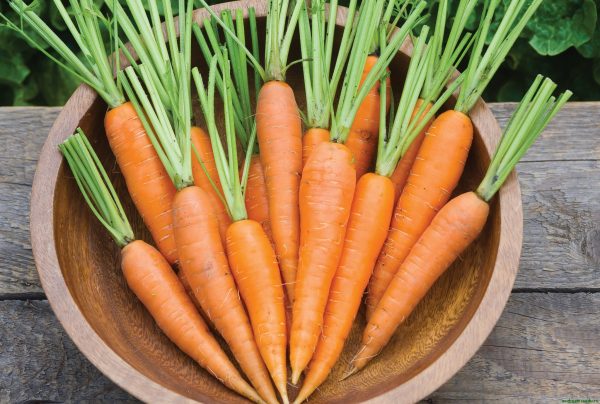 Как повысить урожайность моркови — все этапы от А до Я!!