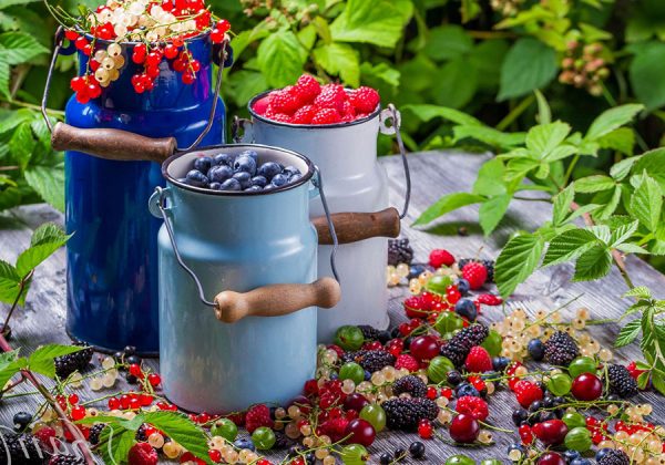 Действенные методы повышения урожайности ягодных культур