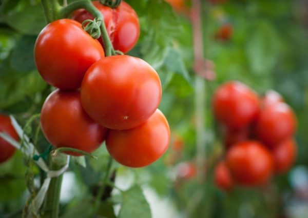 Повышаем урожайность помидор: удаляем пасынки.