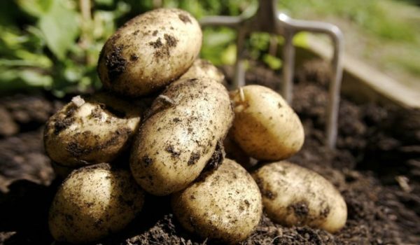 Обогащаем картофель микроэлементами для хорошего урожая