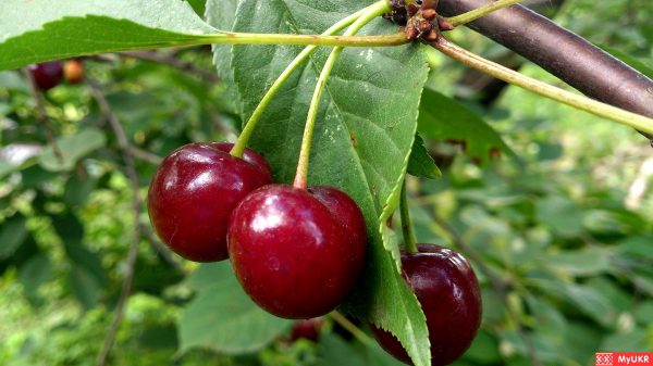 7 главных причин по которым вишня может не плодоносить