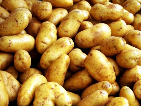 Самые вкусные и урожайные сорта картофеля!