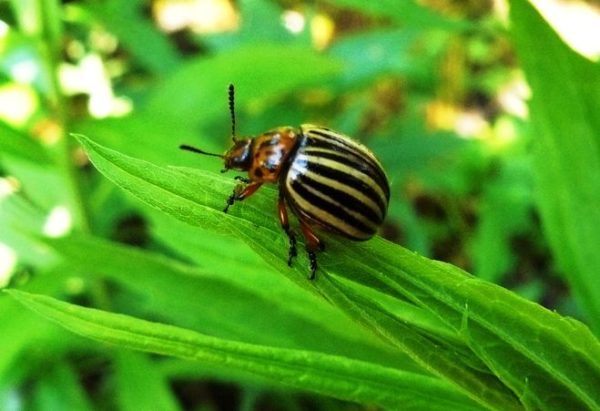 Как защитить свой урожай от колорадского жука и его личинок?
