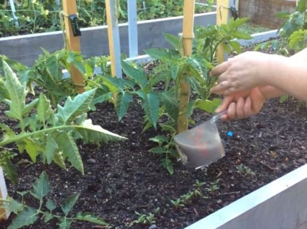 Эффективное удобрение томатов дрожжами