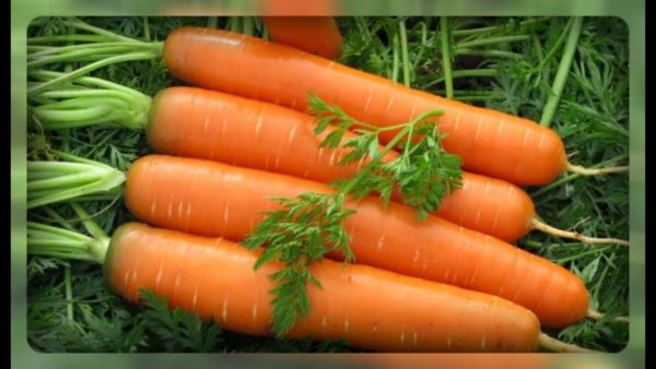 Вырастить вкусную сочную морковь на огороде? Легко!