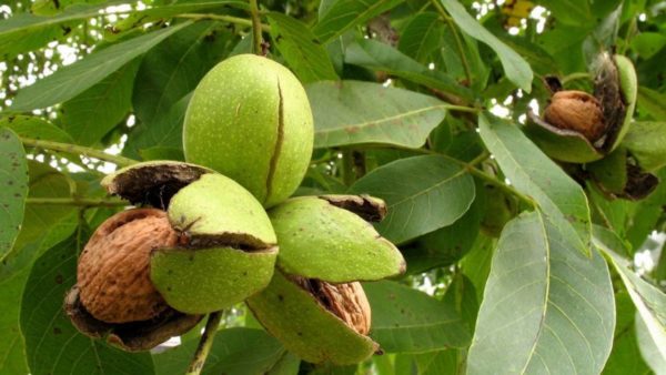Как вырастить большое дерево грецкого ореха из маленького орешка