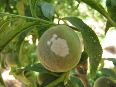 Как защитить свой персик от вредителей и болезней?