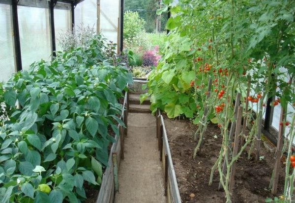Растения, которые можно и нельзя сажать с помидорами