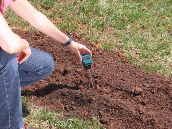 Как определить кислотность почвы на своем участке?