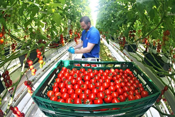 Все секреты выращивания своими руками помидоров в теплице