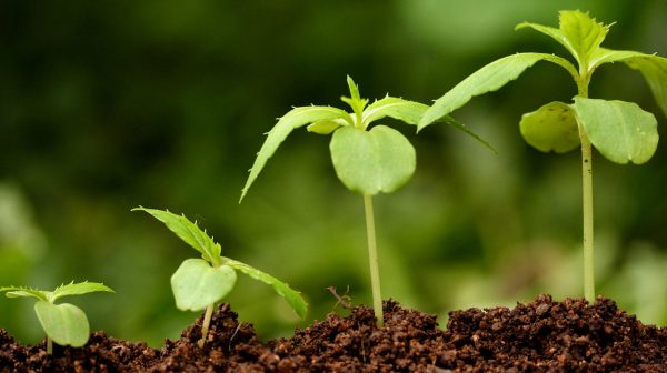 Природные стимуляторы роста растений, для натурального и здорового продукта