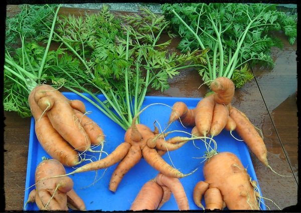 Почему морковь вырастает уродливой?