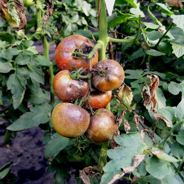 Как спасти урожай помидор если фитофтора уже атаковала?