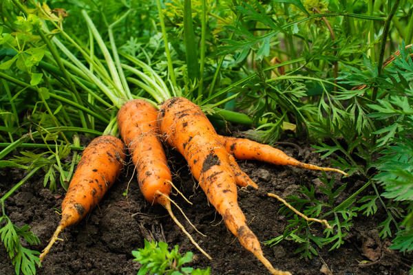 Как вырастить сладкую морковь: особенности удобрения