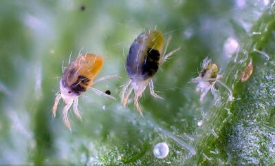 Спасаем растения от паутинного клеща