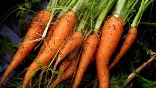 Лето огородника: правила ухода за морковью