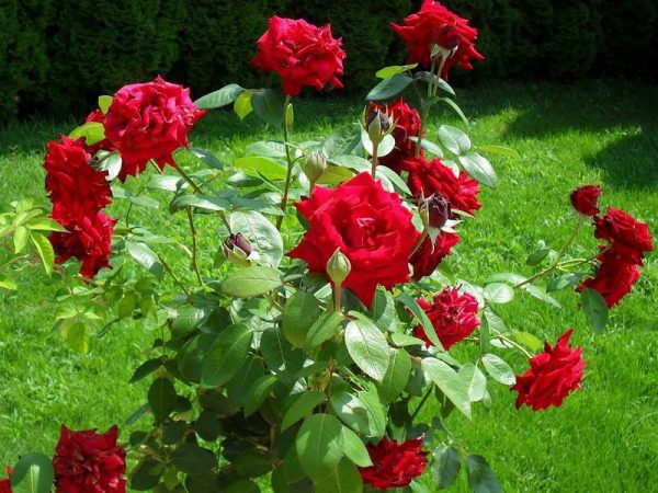 Розы невероятно красивые цветы, но иногда оказываются в плену тли?