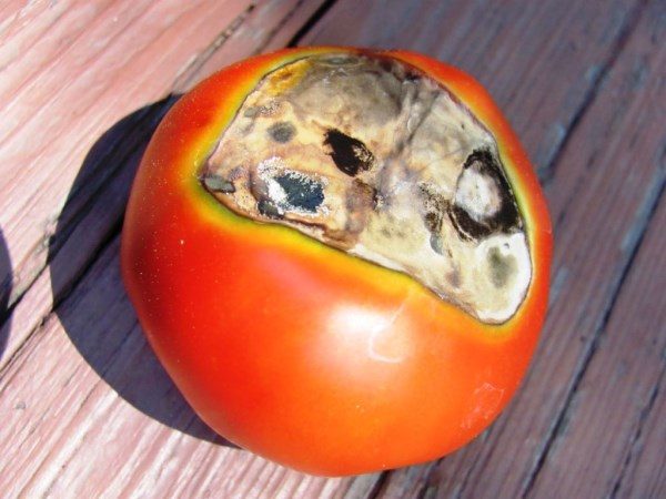 Вершинная гниль томатов – есть шанс спасти урожай?