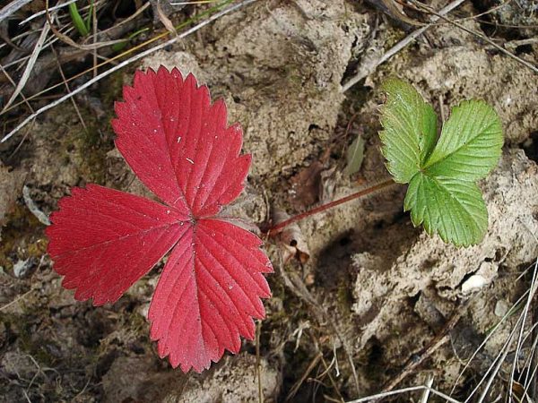 Почему у клубники краснеют листья и как с этим бороться?