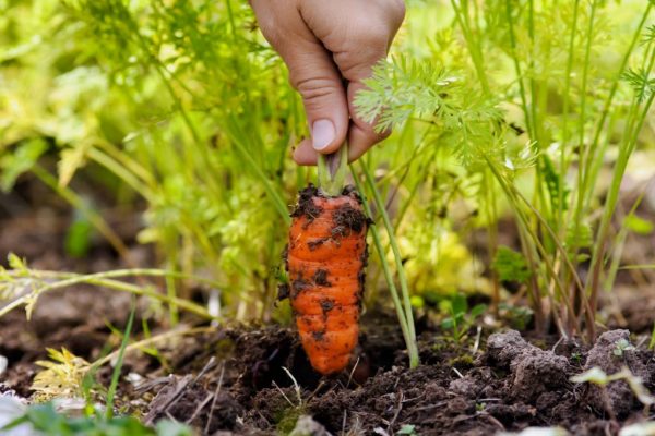 Активаторы роста моркови