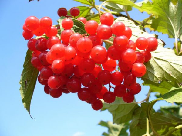 Калина красная ягода или калина обыкновенная: супер ягода для здоровья