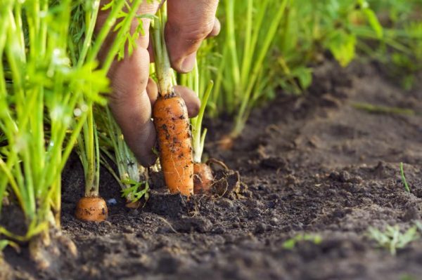 Как избавится от вредителей моркови?