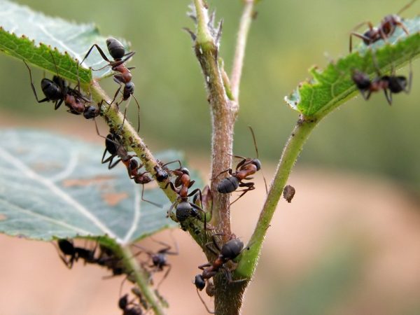 Война против армии черных муравей или как бороться с вредителями на участке
