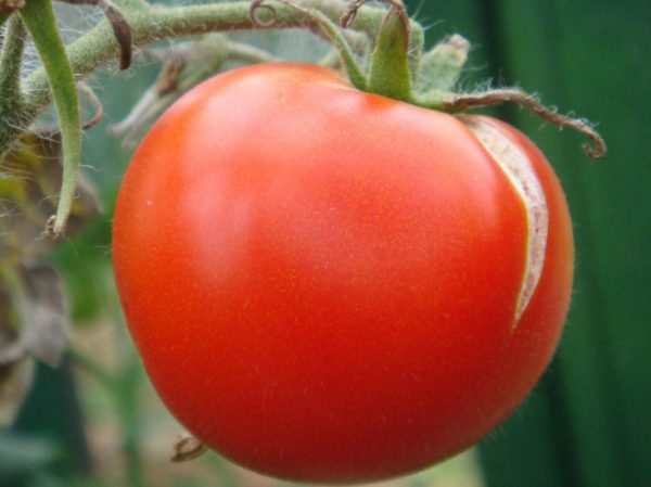 Как предотвратить появления трещин на томатах?