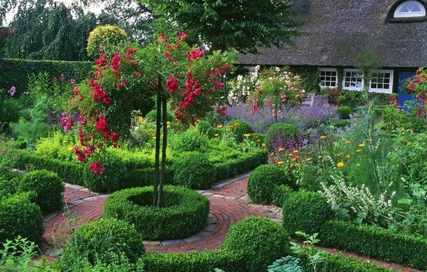 Декоративные кустарники для маленького сада
