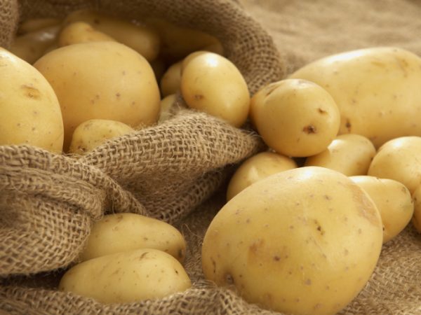 Картофель Ариэль — один из ранних сортов для наших широт