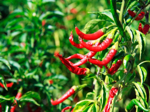 Капризное растение – болгарский перец