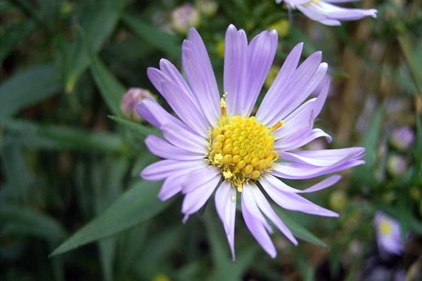 Астра виргинская, или сентябринки — секрет раннего цветения