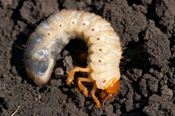 Что делать, если огород атакуют личинки майского жука?