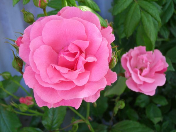 Розовые цветы. Как подобрать самые милые растения для сада или дачи?