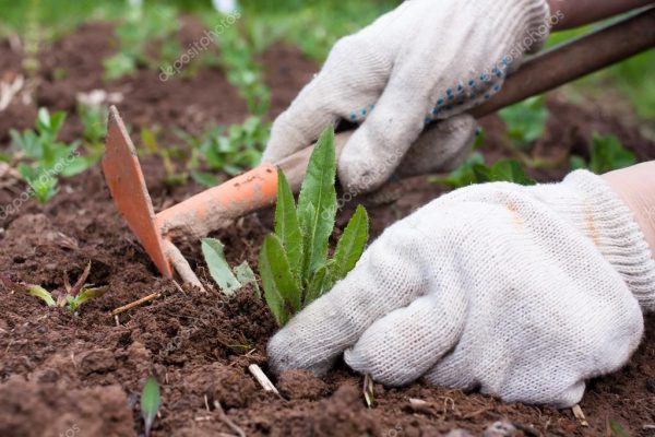 Огород без хлопот – уменьшаем количество прополок