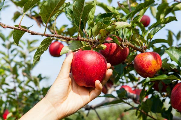 Как правильно собирать и хранить яблоки? Сроки сбора урожая и методы хранения