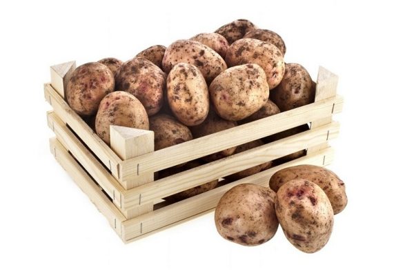 Как надолго сохранить картофель в погребе?