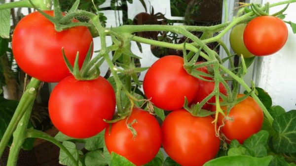 Все о помидоре. Как надо выращивать красивые большие помидоры?