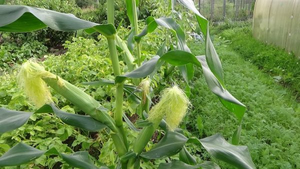 Парочка интересных советов, которые помогут Вам получить хороший урожай кукурузы