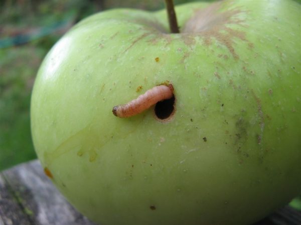 Как защитить яблоню от плодожорки?