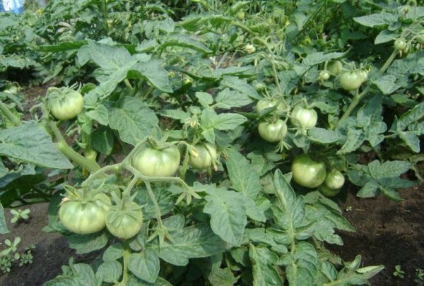 Жирование томатов и способы борьбы с ним