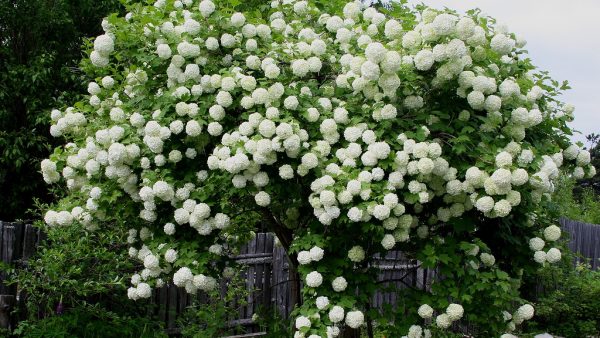 Калина бульденеж.  Как вырастить декоративный чудо-цветок?