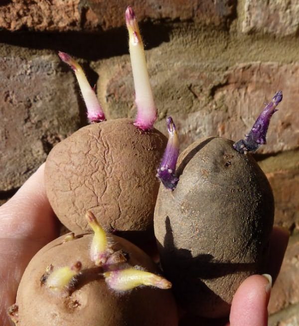 Есть ли необходимость обрывать проросшие корни на клубнях картошки?